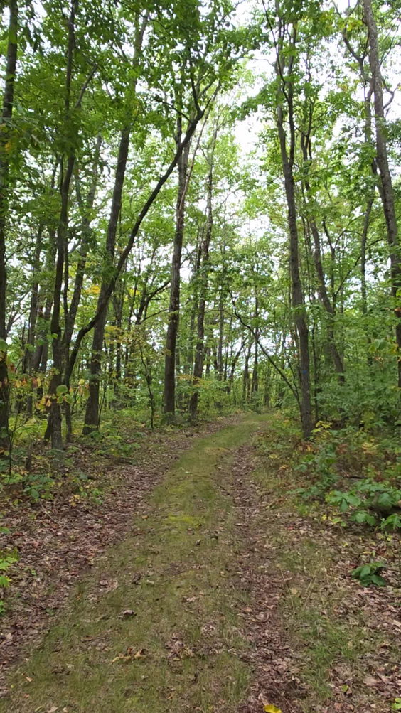 Pettus Hill Preserve