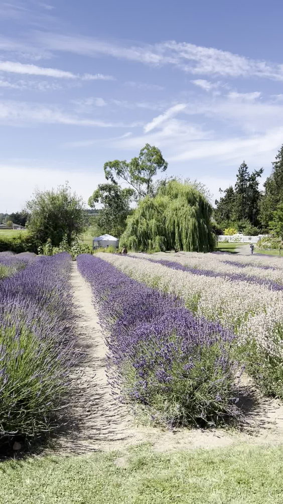 Purple Haze Lavender Gift Shop
