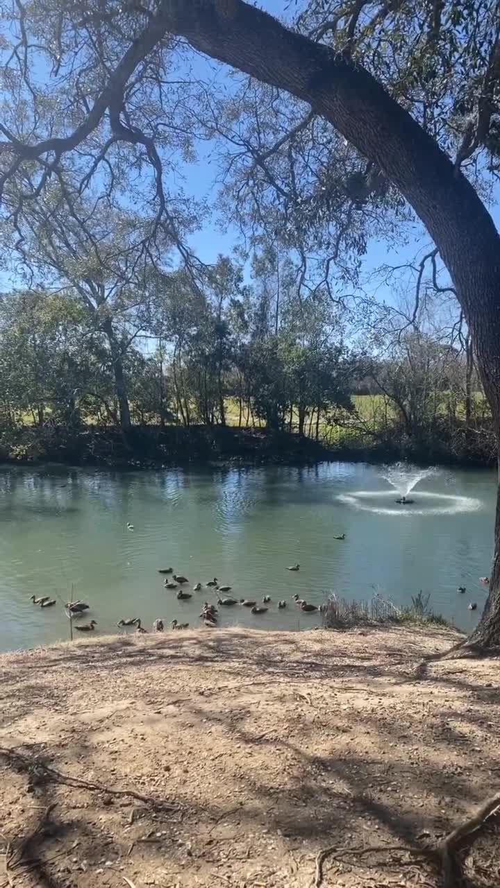 Video review of Audubon Park