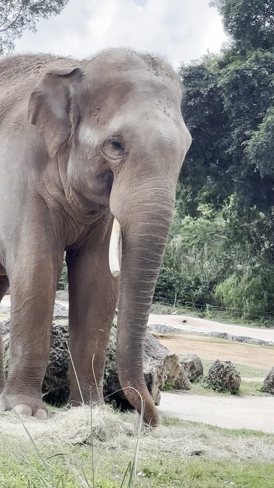 Children's Zoo