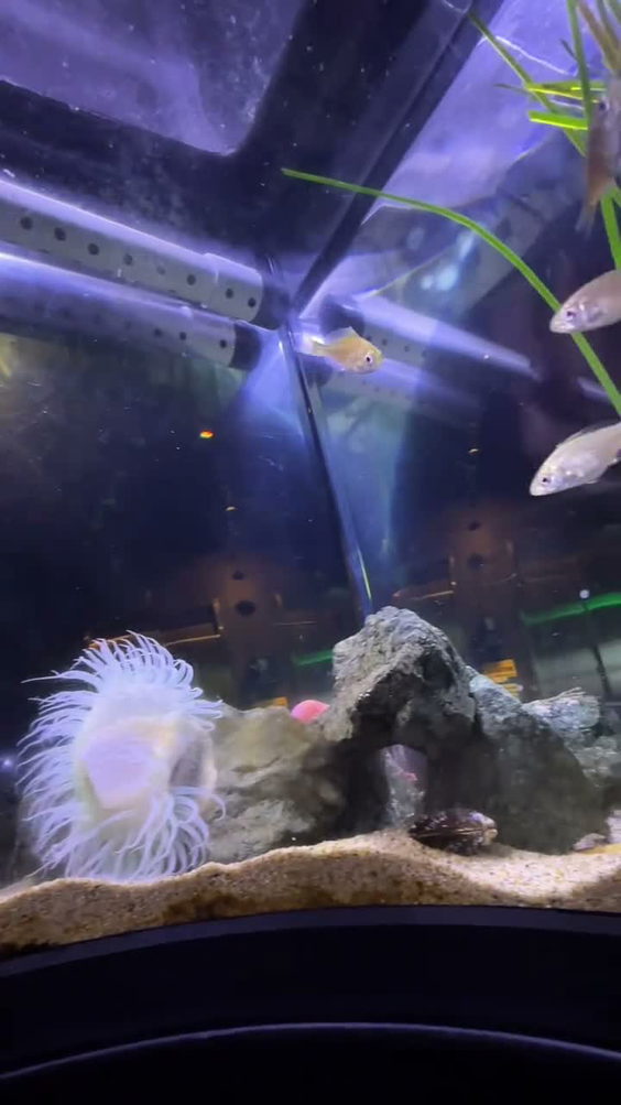 Aquarium of the Bay