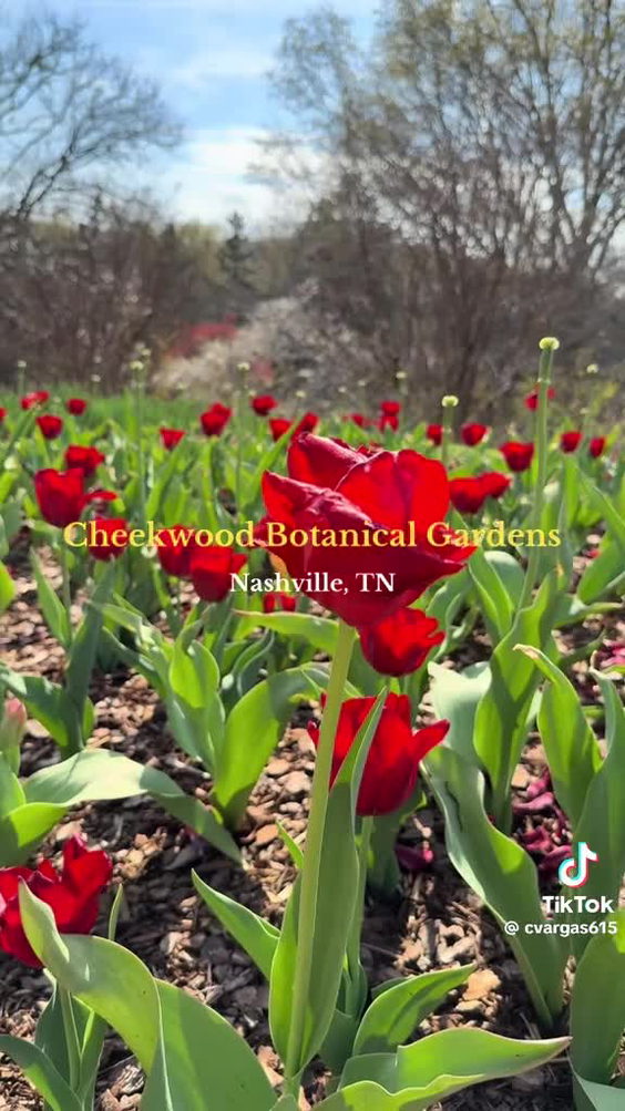 Cheekwood-Botanical Garden & Museum of Art