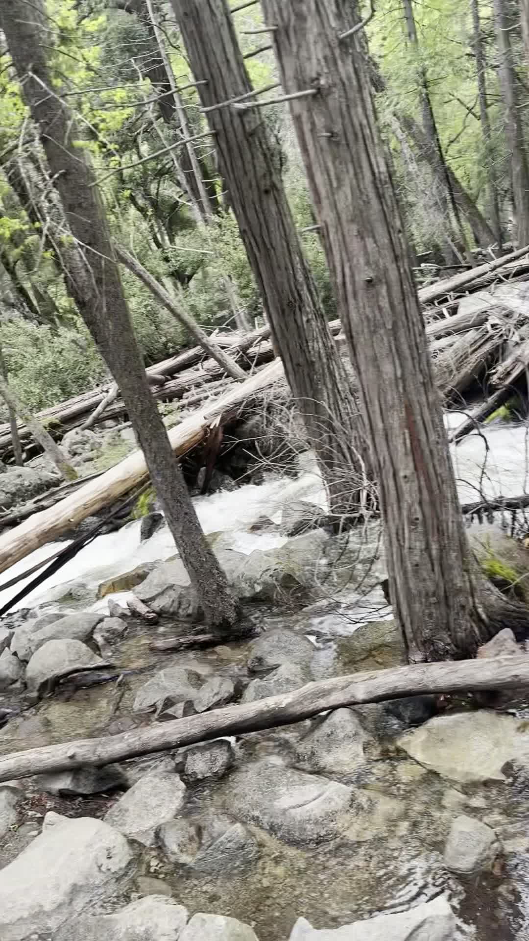 Yosemite Lodge Food Court