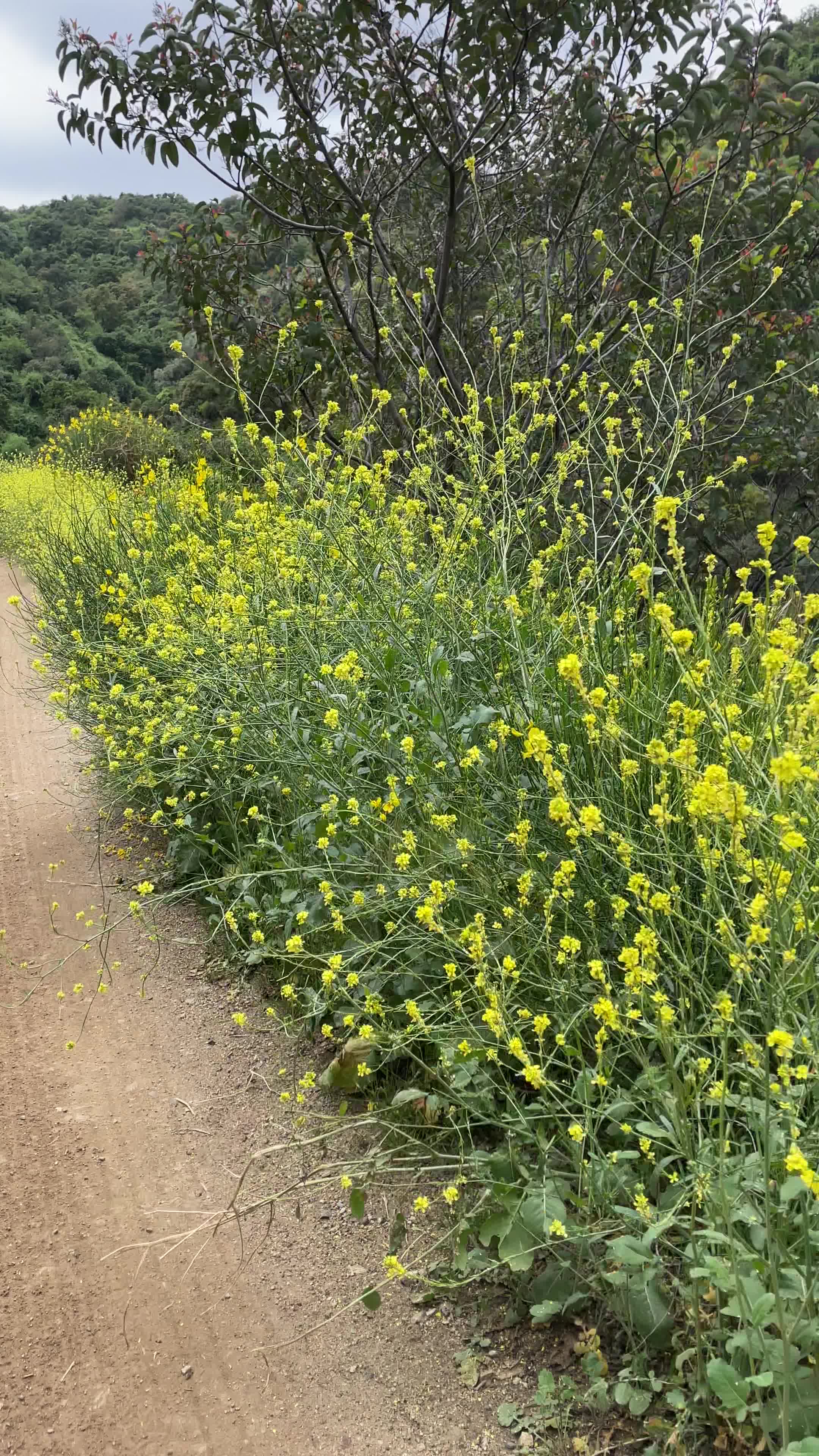 Hillside Wilderness Preserve