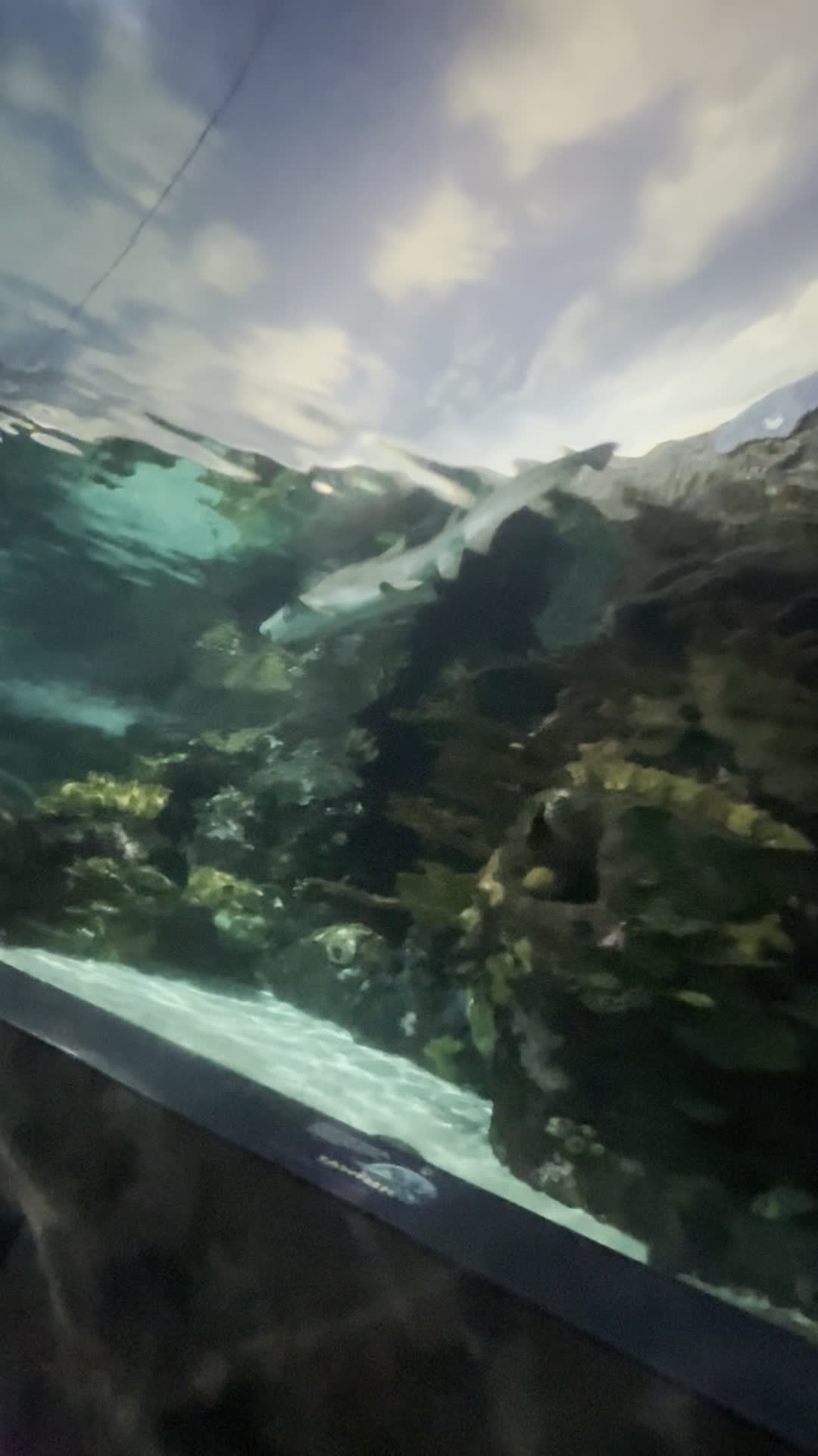 Ripley's Aquarium Cargo Hold Gift Shop
