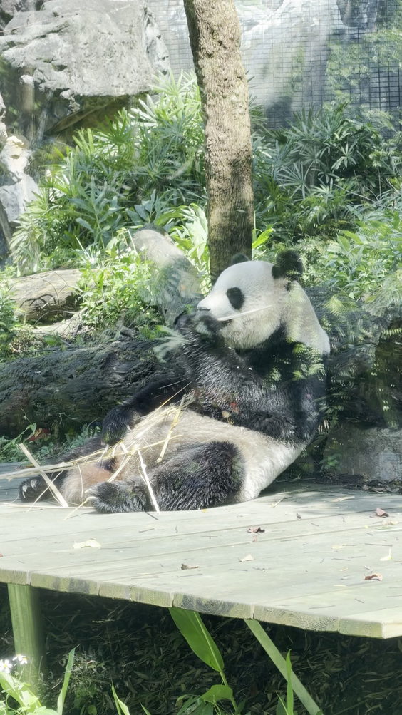 Taipei Zoo Giant Panda House