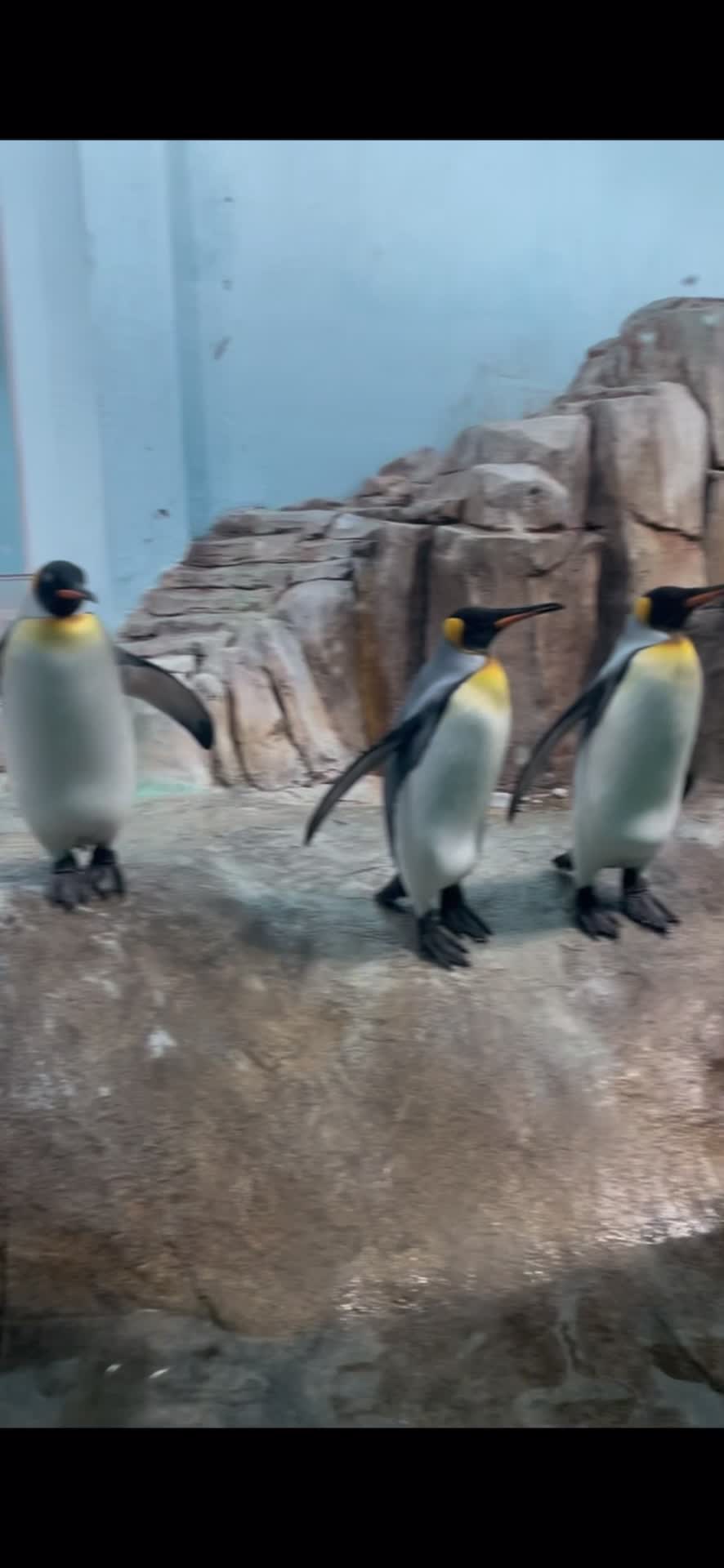 Video review of Biodôme de Montréal
