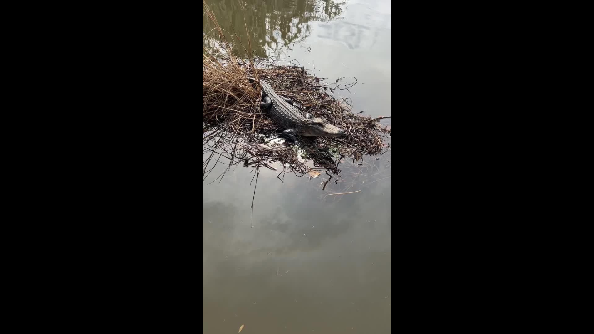 Louisiana Swamp Tours