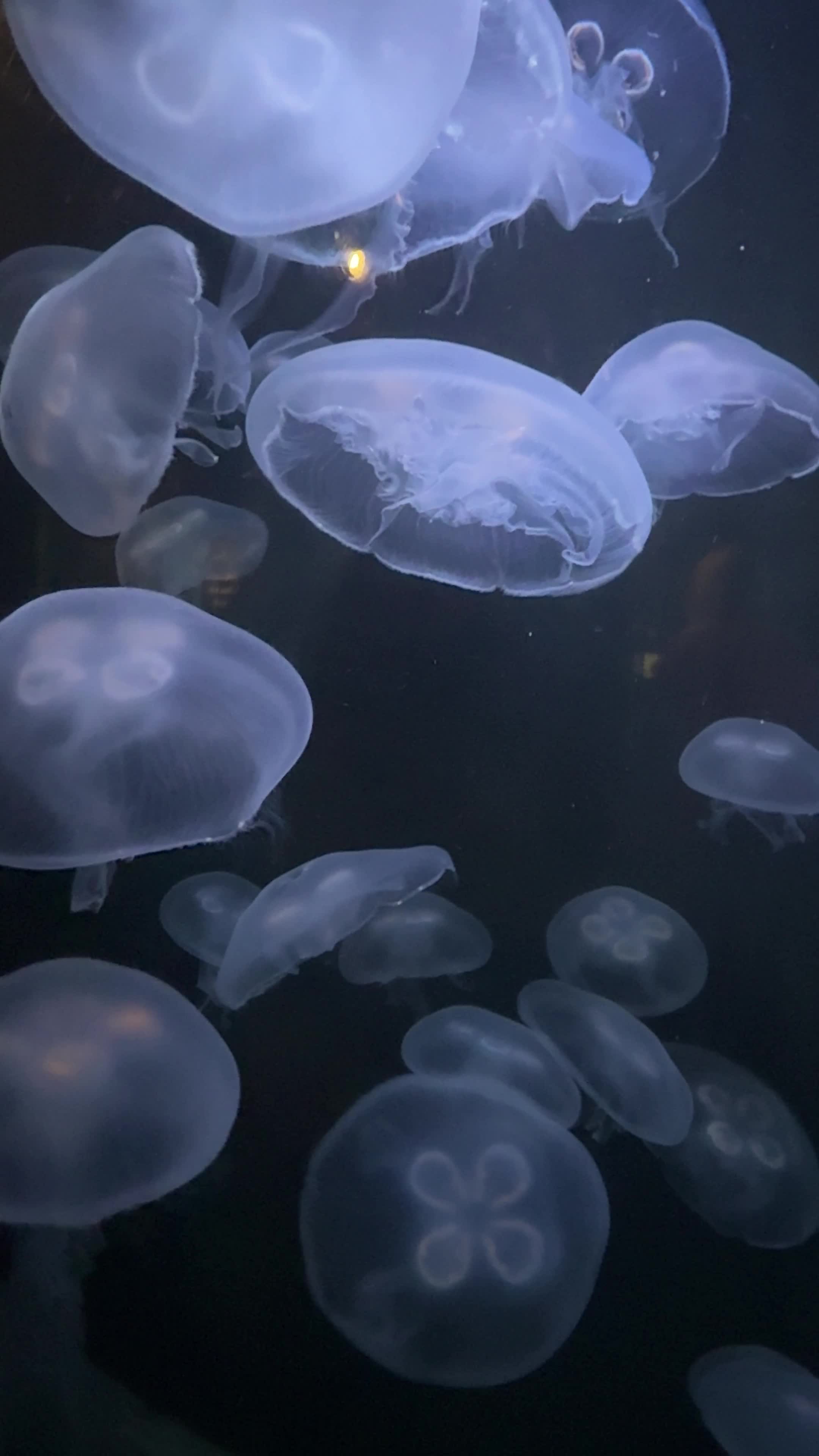 Audubon Aquarium of the Americas