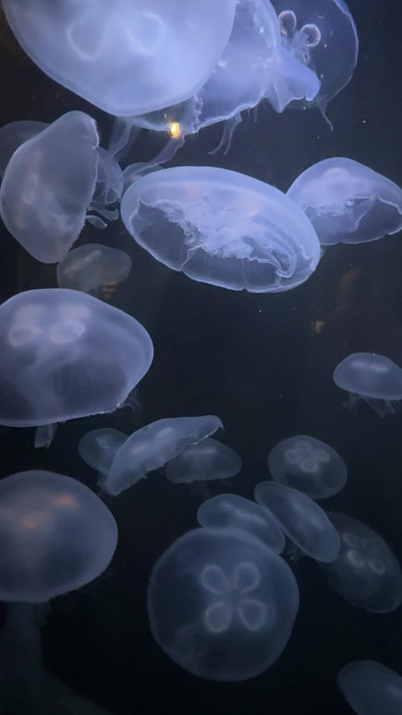 Audubon Aquarium of the Americas