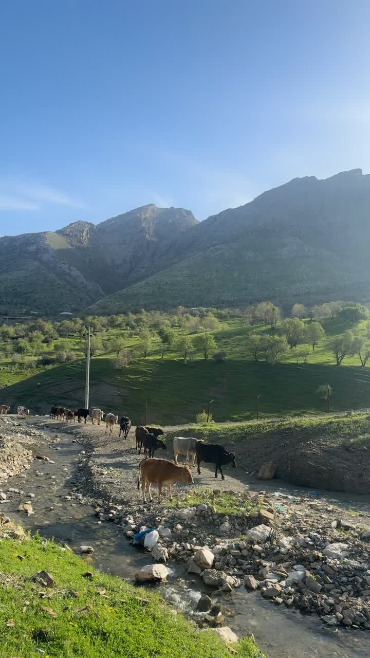sercinar