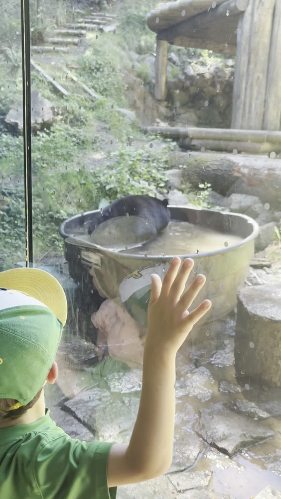 Black Bear Exhibit
