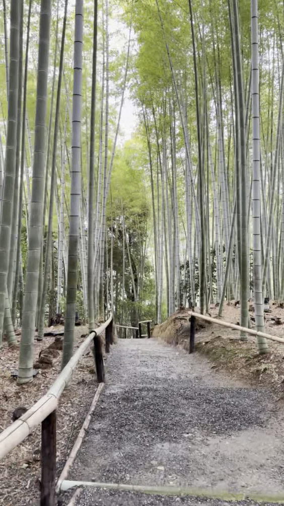 Arashiyama Bamboo Forest