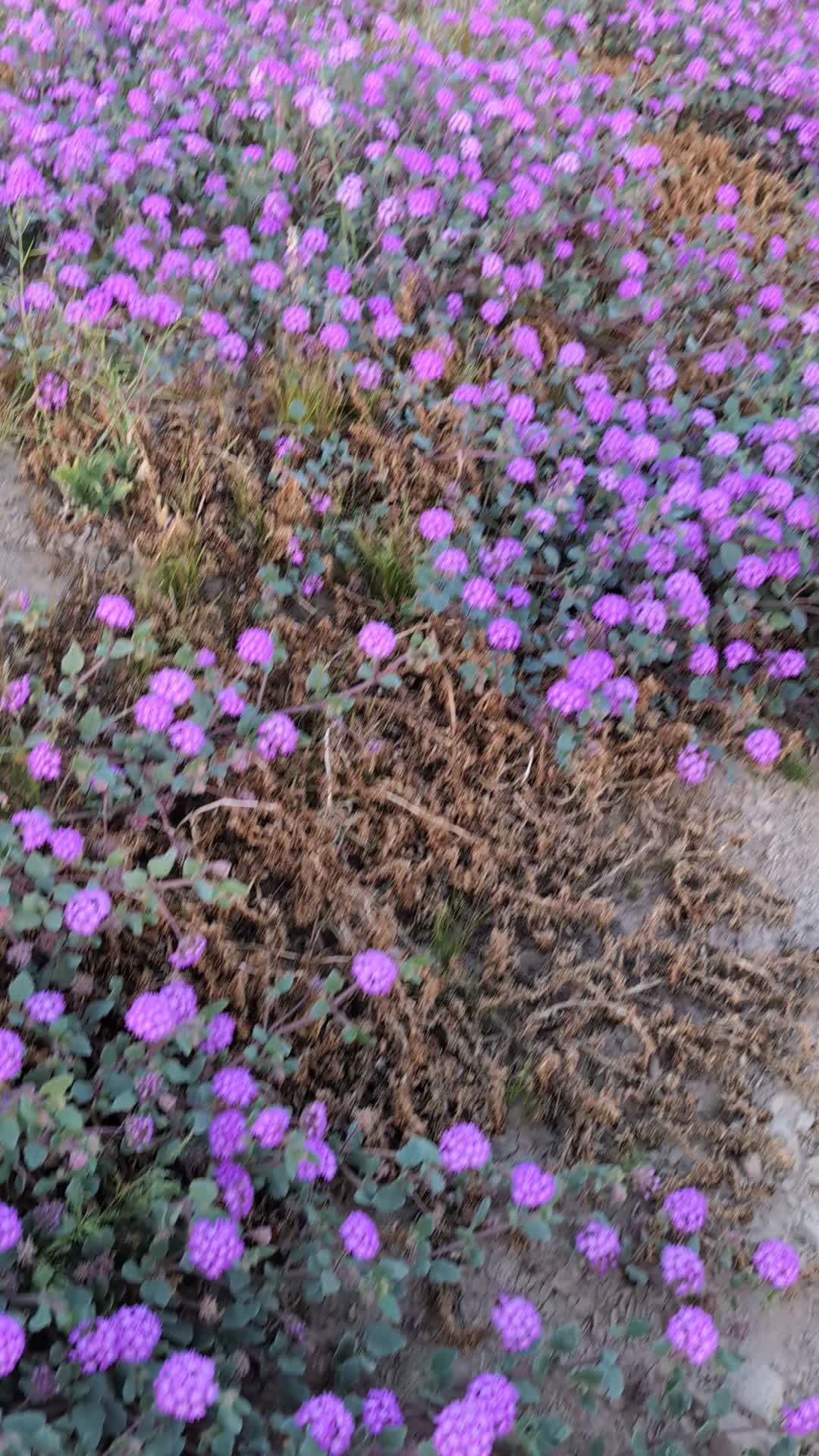 Anza-Borrego Desert State Park
