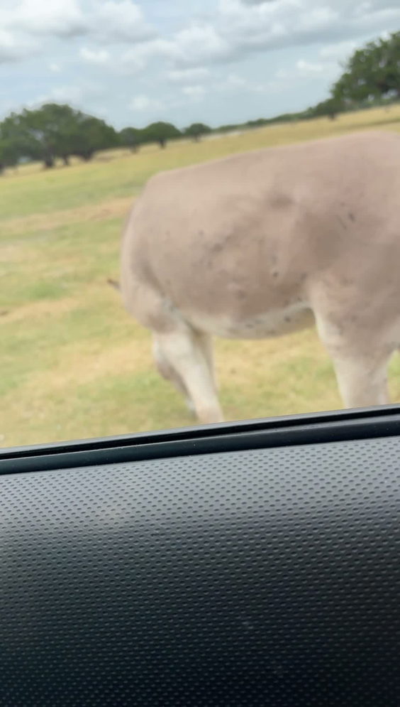 Topsey Exotic Ranch