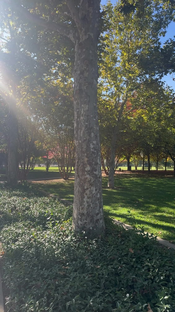 Manuel J Barandas Park