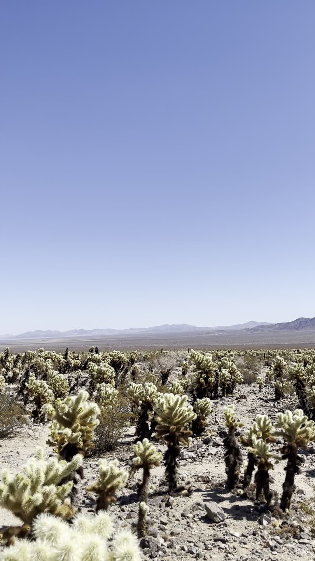 Cholla Cactus Garden