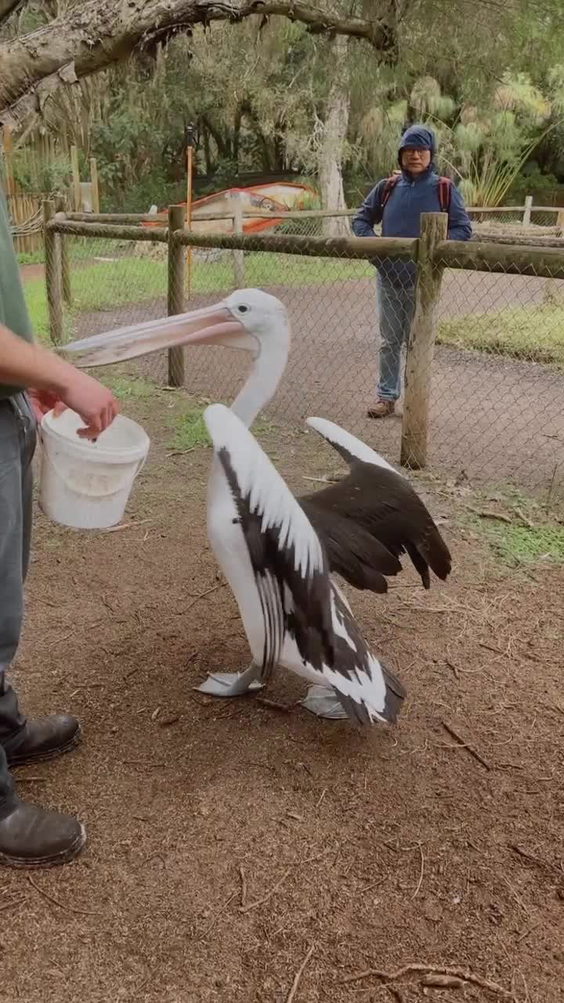 Caversham Wildlife Park