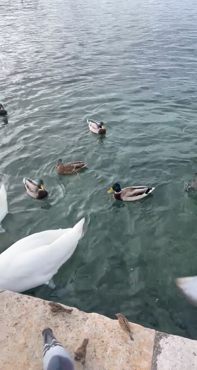 Geneva’s Joint Restaurant