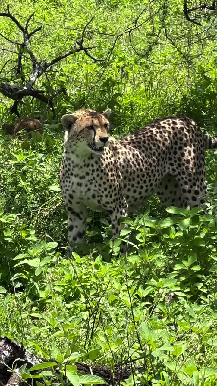 Serengeti