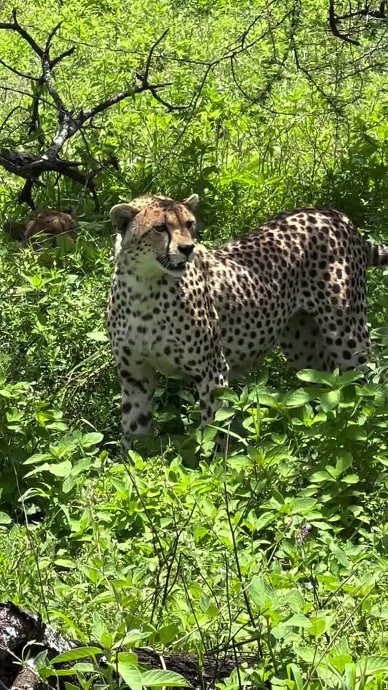 Serengeti