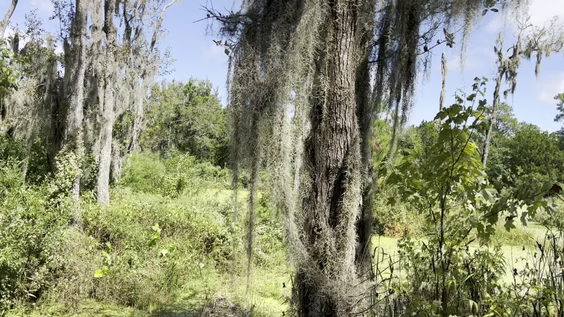 Magnolia Plantation & Gardens