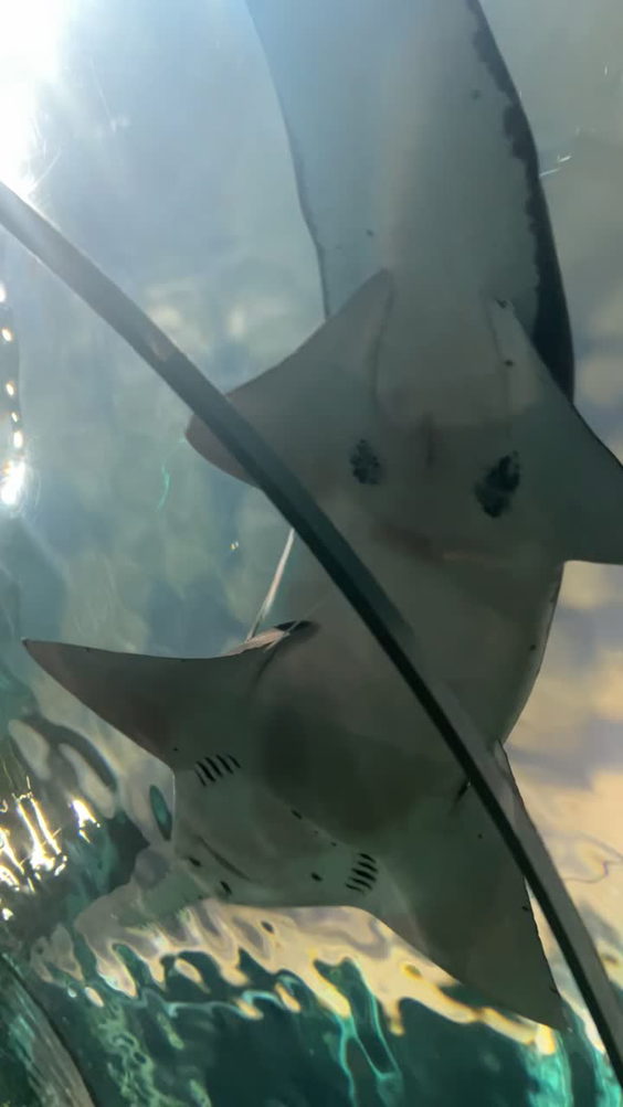 Ripley's Aquarium of the Smokies