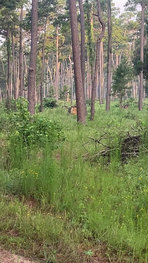 W G Jones State Forest