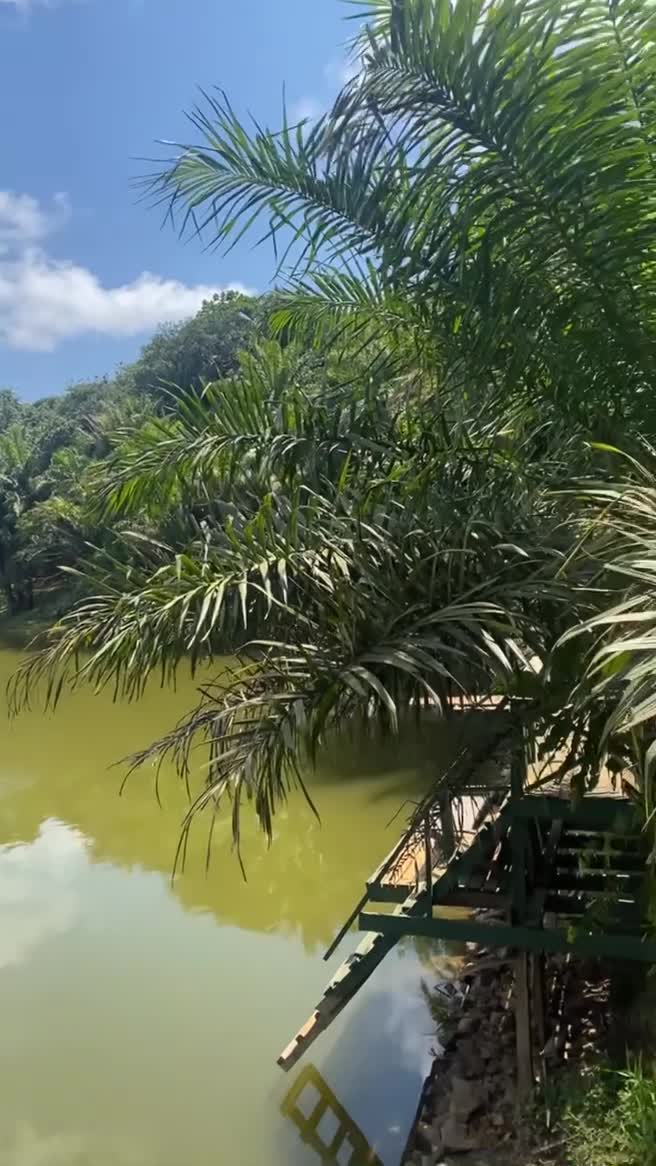 Magoroto forest
