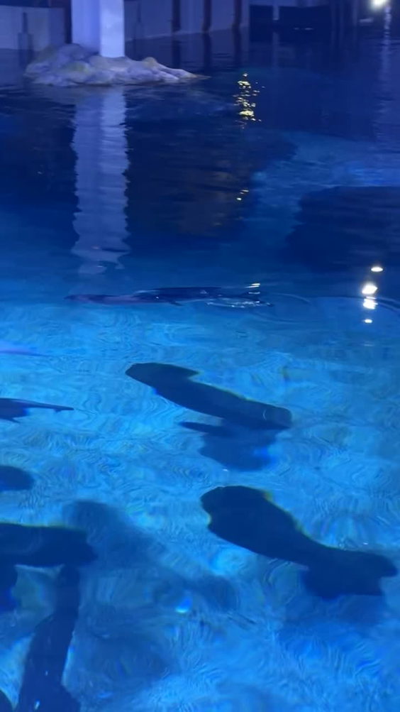 SEA LIFE at Mall of America