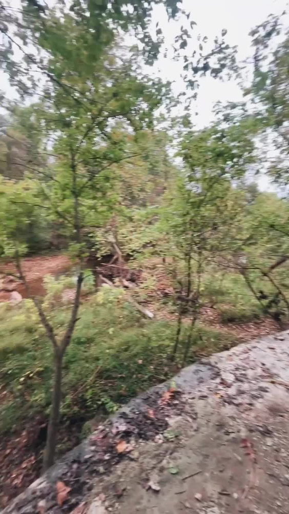tanyard creek