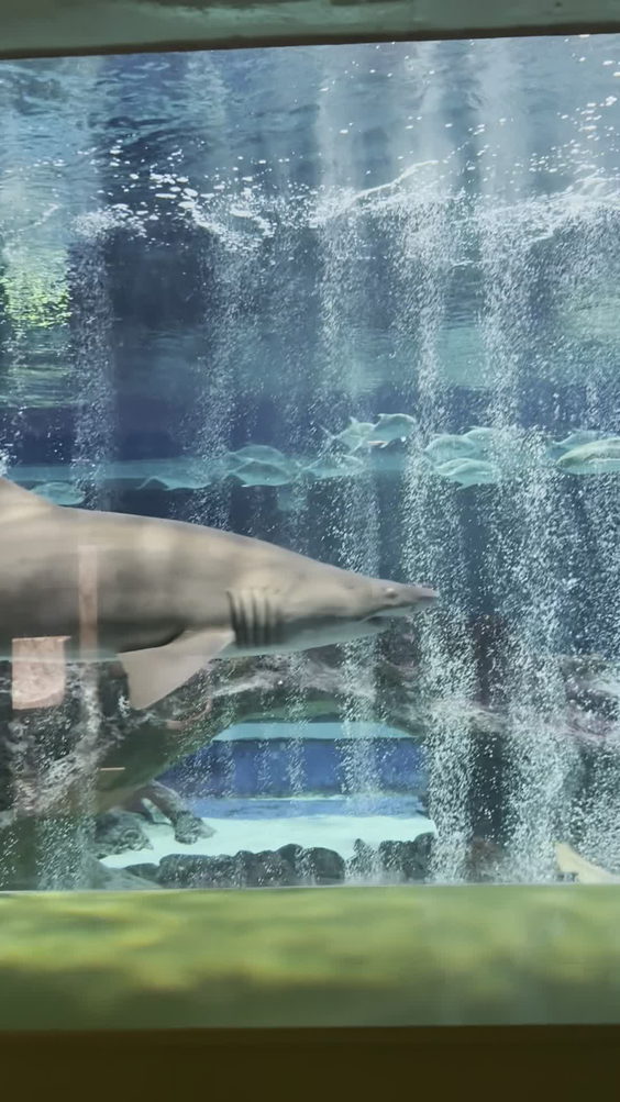 OdySea Aquarium
