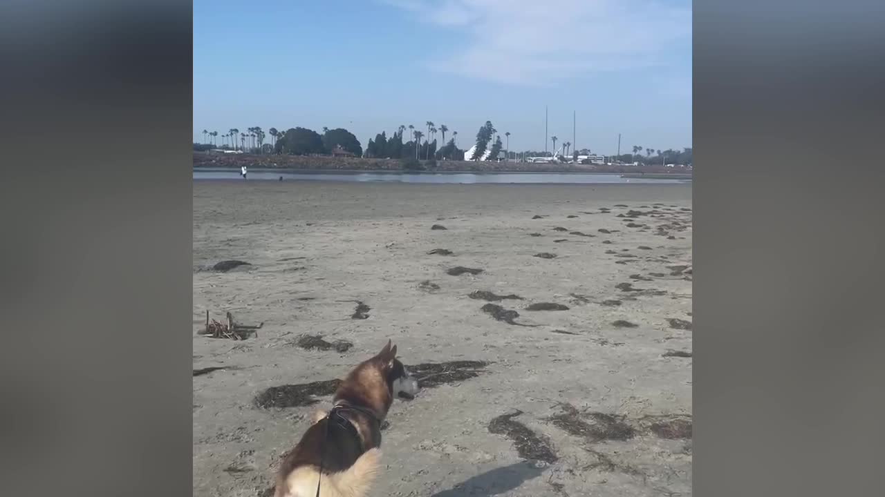 Video review of Ocean Beach Dog Beach