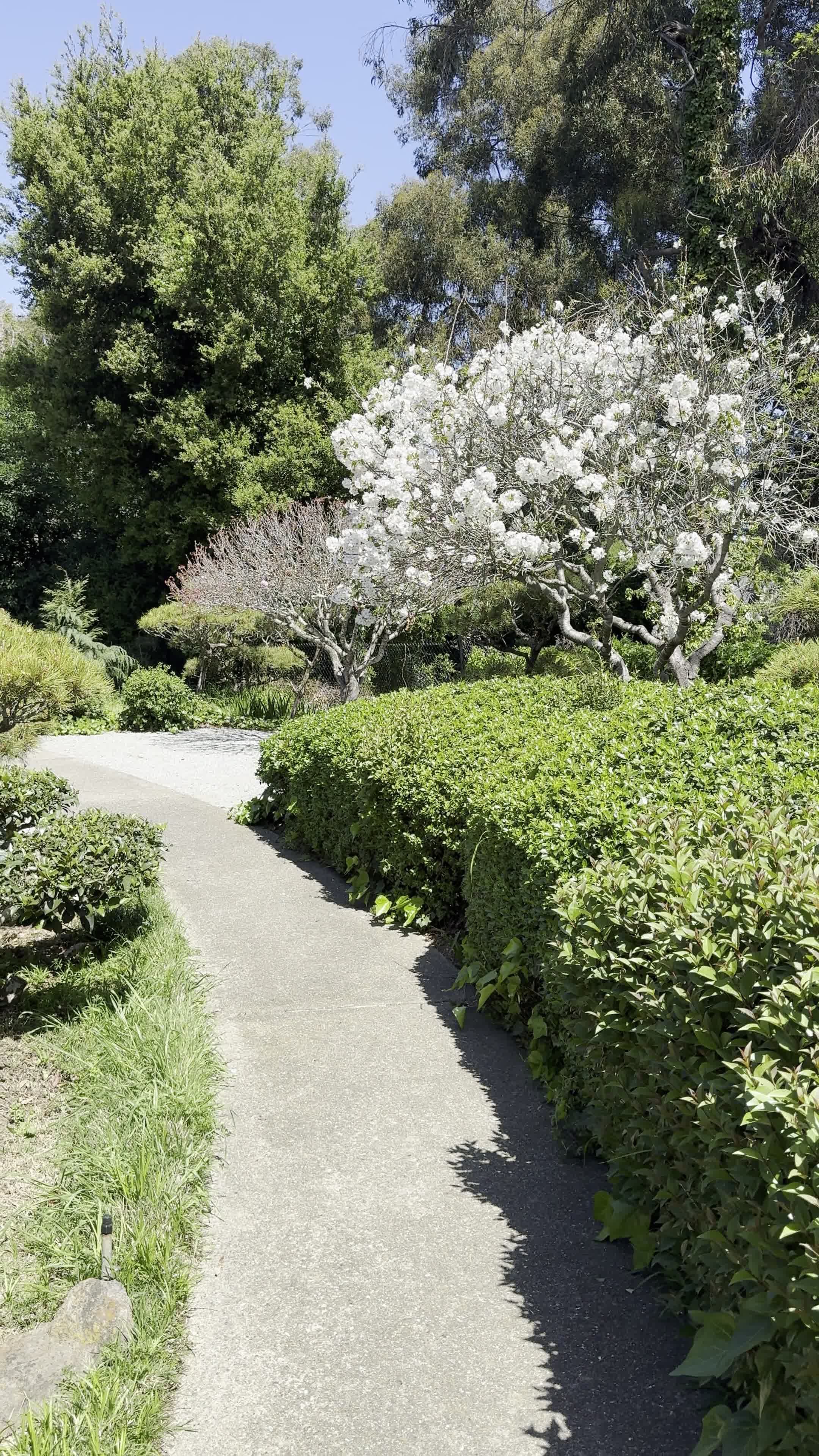 Hayward Japanese Gardens
