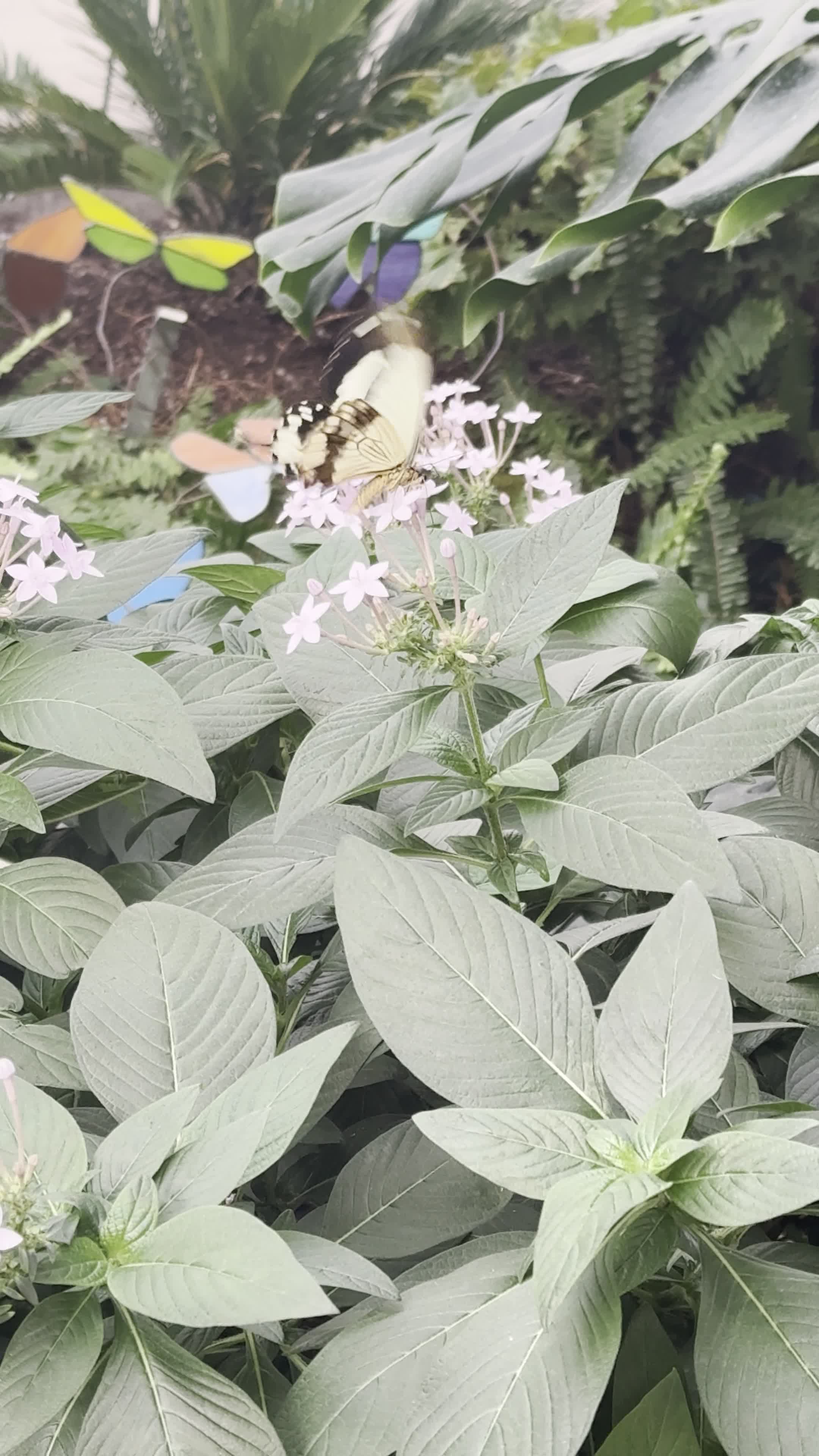 Video review of Thanksgiving Point