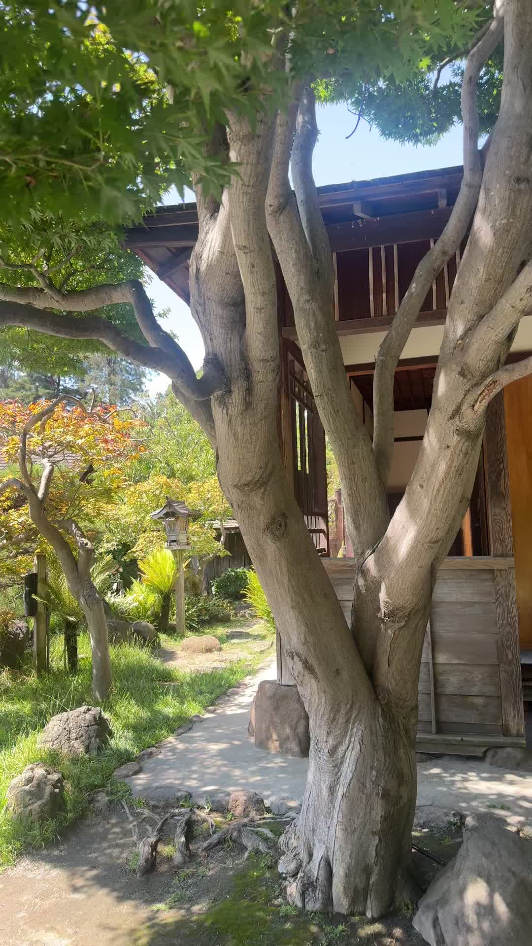 Video review of San Mateo Japanese Garden