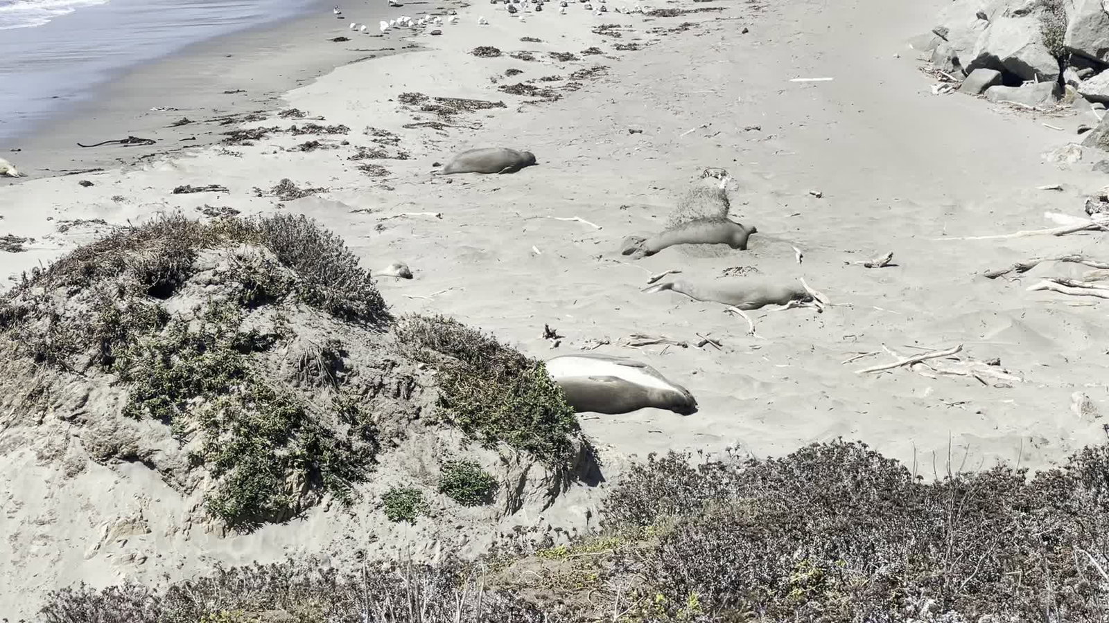 Video review of Piedras Blancas Elephant Seal Rookery