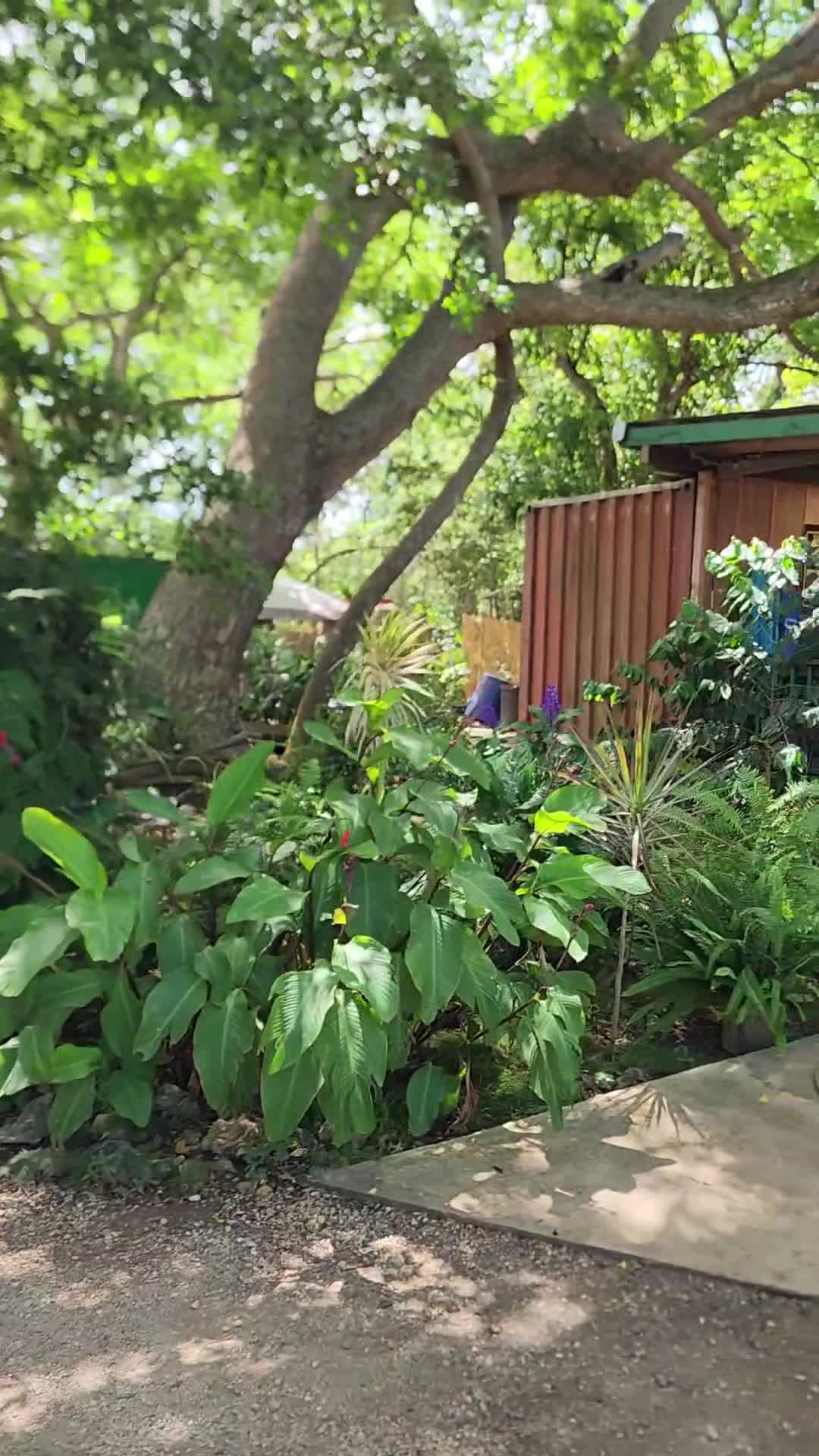 North Shore Macadamia Nut Company