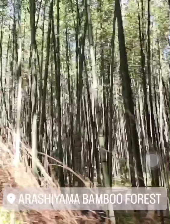 Arashiyama Bamboo Forest