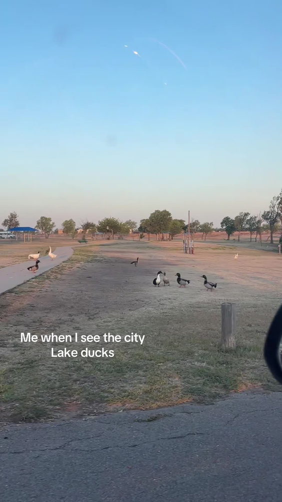 Lake & Playground