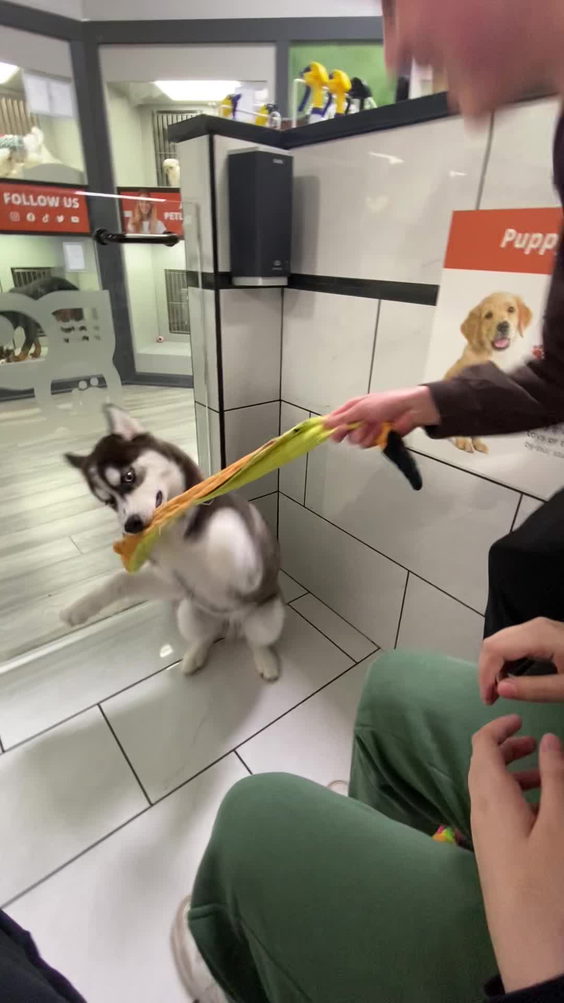 Petland
