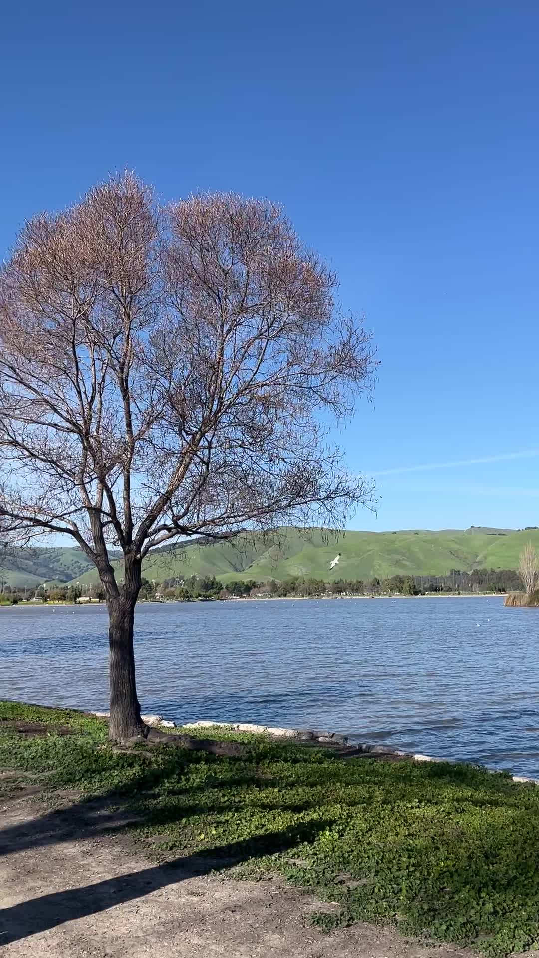 Fremont Central Park