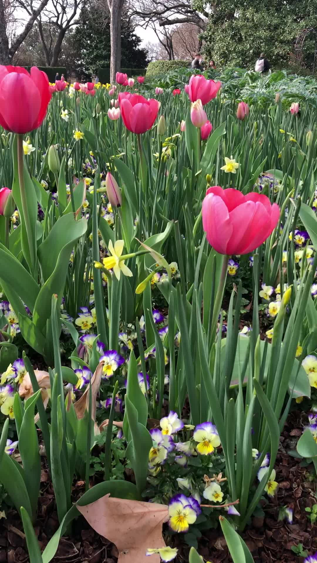 Dallas Arboretum and Botanical Garden