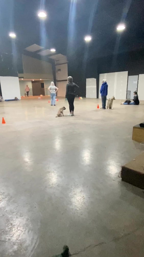 Inside out dog daycare