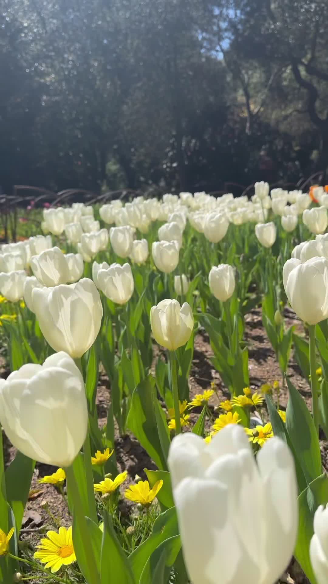 Descanso Gardens