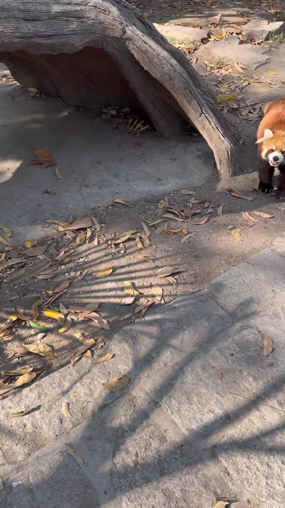 Shanghai Wild Animal Park (上海野生动物园)