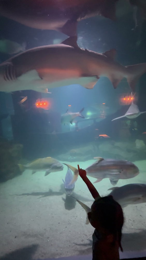 Aquarium Wonder