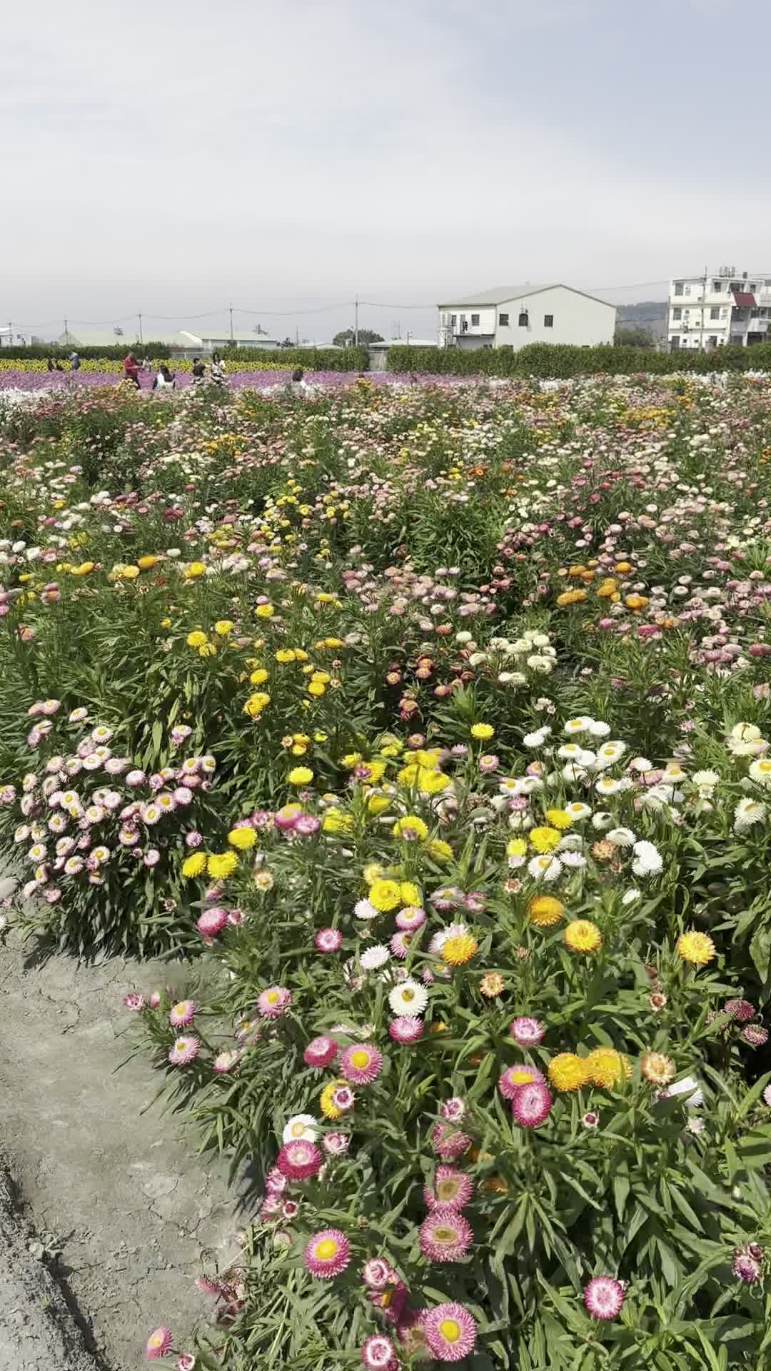 Zhongshe Flower Market